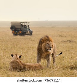 African Lion Couple And Safari Jeep In Kenya