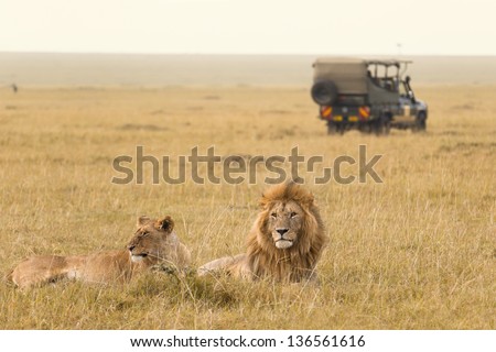 African lion couple and safari jeep in Kenya