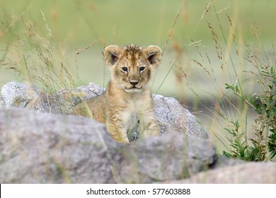 African lion cub in National park of Kenya, Africa