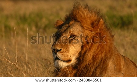 african lion hd wallpaper RAW