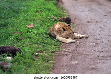 African Lion Hunts Savannah Stock Photo 1620982387 | Shutterstock