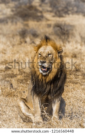 Similar – Image, Stock Photo lion in Masai Mara Kenya