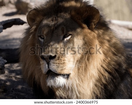 African Lion Looking Off into the Distance under a Shade tree