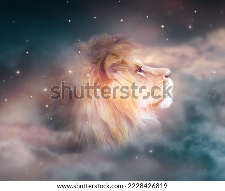 African lion looking up on stars at night. Proud dreaming fantasy leo on dark dramatic deep starry sky background, abstract ghostly portrait of majestic king of animals.
