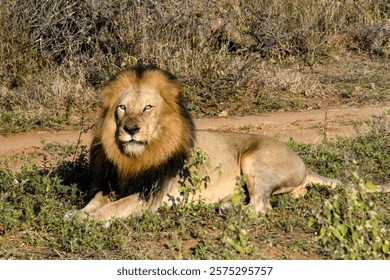 African Lion lying down elegantly on a savanna at Kapama Private Game Reserve at Kruger National Park in Hoedspruit, South Africa.