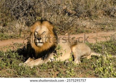 African Lion lying down elegantly on a savanna at Kapama Private Game Reserve at Kruger National Park in Hoedspruit, South Africa.