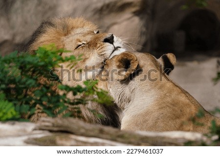 African lion, male and female. Botswana wildlife. Lion, close-up detail portrait. Panthera leo