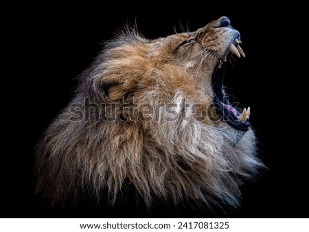 An African lion mid yawn showing his teeth