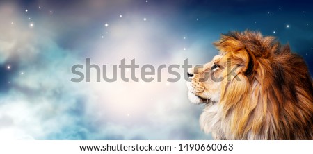 African lion at night in Savannah moonlight landscape, king of animals. Portrait of proud dreaming fantasy leo in savanna looking forward on stars. Majestic dramatic spectacular starry sky wide banner