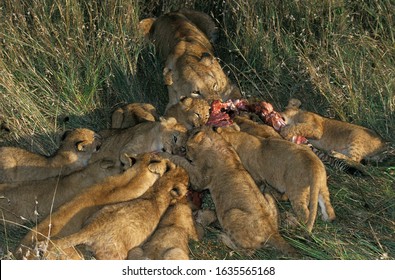 AFRICAN LION Panthera Leo, FEMALE WITH CUB EATING ON ZEBRA CARCASS, MASAI MARA PARK, KENYA  