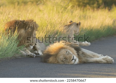 African lion - Panthera leo, male sleeping on road. Photo from Kruger National Park in South Africa.