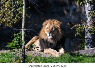 The African Lion (Panthera leo) preys on zebras, wildebeests, and antelope. Photo taken in a Serengeti savannah, highlighting the lion's majestic mane and regal presence in its natural habitat. - Powered by Shutterstock