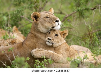 African Lion (Panthera leo). A tender image of a lioness and its young cub together in a loving embrace. Masai Mara, Kenya - Powered by Shutterstock