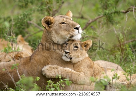 African Lion (Panthera leo). A tender image of a lioness and its young cub together in a loving embrace. Masai Mara, Kenya