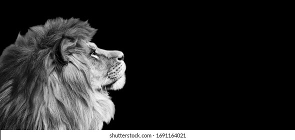 African lion profile portrait on black background, spectacular dramatic king of animals, proud dreaming Panthera leo looking forward. Photo banner with copy space toned in black and white colors.