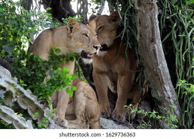 African Lion, Queen Elizabeth National Park, Uganda