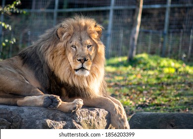 Lion Panthera Leo Sitting On Cliff Stock Photo 1659519217 | Shutterstock