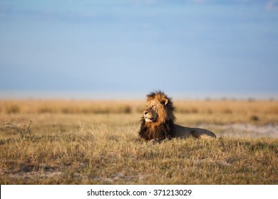 African Lion In Savanna