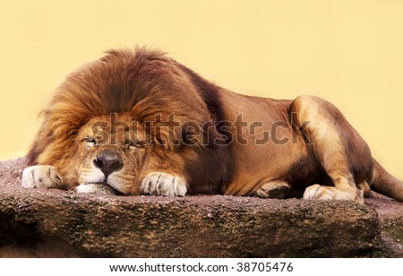 African lion sleeping on a flat stone