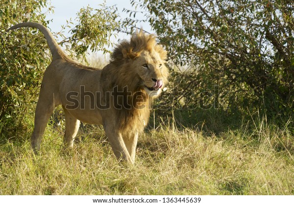 African Lion Sticking Out Tongue Stock Photo 1363445639 | Shutterstock