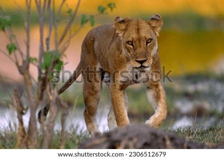 African lion walking in the grass, with beautiful evening light. Wildlife scene from nature. Animal in the habitat. Safari in Africa. Big angry young lion Okavango delta, Botswana. 
