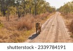 African Lion Walking on the road of Hwange National Park