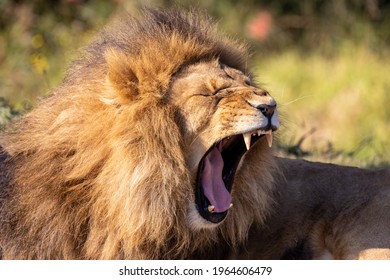 African Lion yawning in Sydney Zoo
