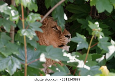 African lioness in the bush.