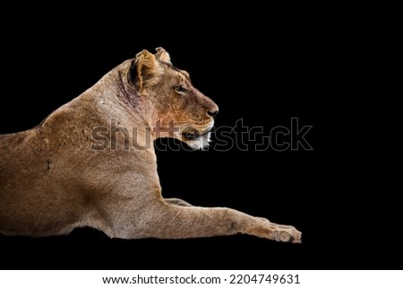 African lioness portrait isolated in black background Kgalagadi transfrontier park, South Africa; Specie panthera leo family of felidae