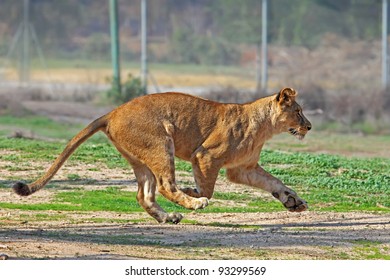 African Lioness Running