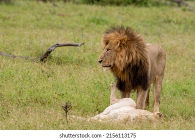 3,648 Lions mating Images, Stock Photos & Vectors | Shutterstock