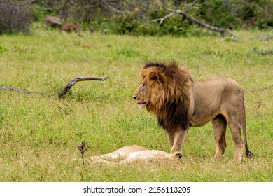3,648 Lions mating Images, Stock Photos & Vectors | Shutterstock