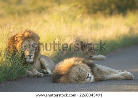 African lions - Panthera leo, male sleeping on road. Photo from Kruger National Park in South Africa