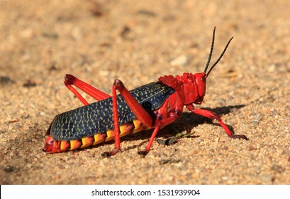 african locust grasshopper ready to jump