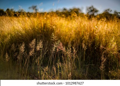 African Love Grass, A Perennial Tussock Grass Introduced To Australia For Foraging. Found To Be Relatively Unpalatable Once Mature. An Invasive Herbaceous Plant That  Is A Major Environmental Weed.