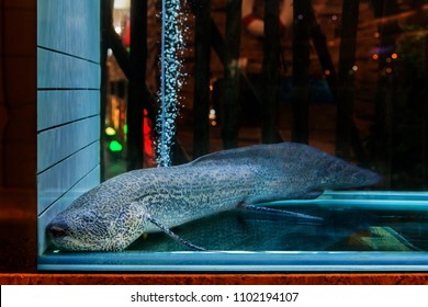 African Lungfish (Protopterus Aethiopicus) Or Dipnoi In A Fish Tank. 