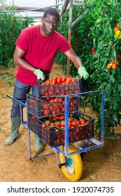 African male farmer putting on box with picked ripe tomatoes on garden trolley in greenhouse. Seasonal work, harvesting on farm