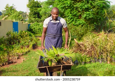 African male gardener, florist or horticulturist wearing an apron, working and pushing a wheel barrow filled with plants in a colorful flower garden - Powered by Shutterstock