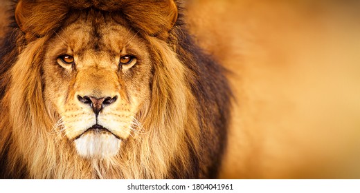 Африканский мужчина лев в голову смотрит в камеру