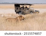 African male lion spotted on a safari open-top tour