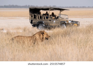 African male lion spotted on a safari open-top tour