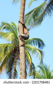 African Man Climbing On A Coconut Tree