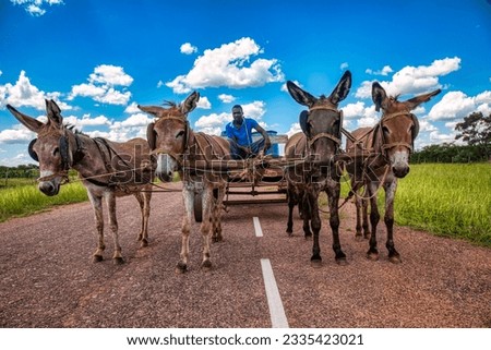 african man in the village driving a cart with four donkeys on the tarred road 