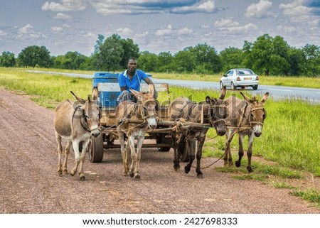 african man in the village driving a cart with four donkeys on the tarred road he is caring few drums with water for the villagers