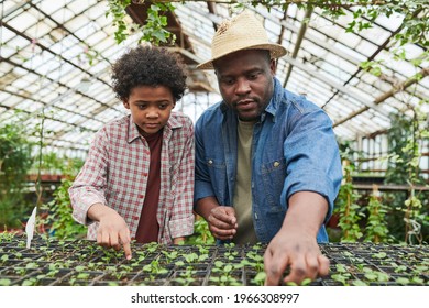 African man working in greenhouse together with his son