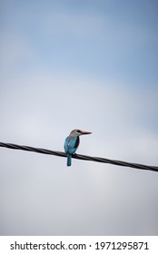 African Mangrove Kingfisher Perching On A Line