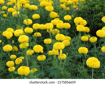 African Marigold, Aztec Marigold, Big Marigold, Yellow Flowers In Garden.