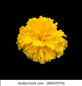 African marigold blooming flower close up isolated on black background. Also known as Aztec marigold, Mexican marigold and Flower of the dead