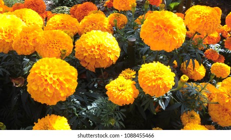 African Marigold Flower Garden Stock Photo 1088455466 | Shutterstock