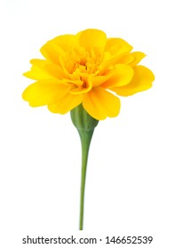 African Marigold Tagetes Erecta Flower Isolated Stock Photo 146652539 ...